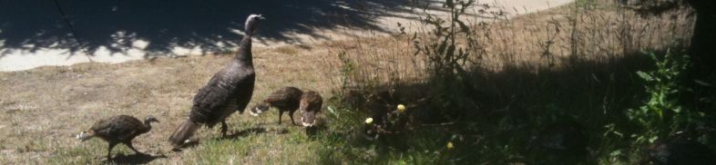 Dairy Creek Womens Golf Club